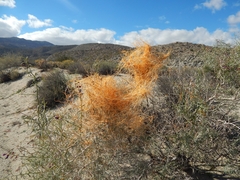 Cuscuta californica