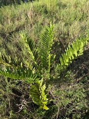Acrostichum danaeifolium