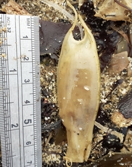 Scyliorhinus canicula