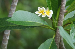 Plumeria rubra