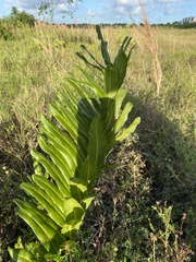 Acrostichum danaeifolium