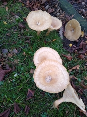 Infundibulicybe