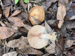 Armillaria gallica