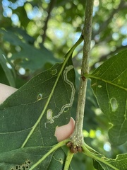 Stigmella