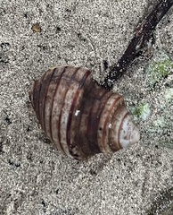 Tonnoidea