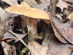 Armillaria gallica