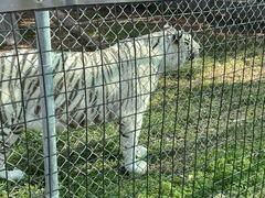 Panthera tigris