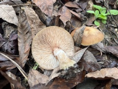 Armillaria gallica