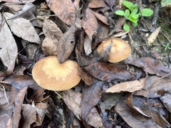 Armillaria gallica