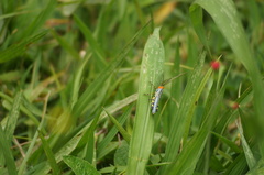 Zoniopoda tarsata