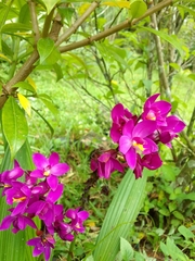 Epidendroideae
