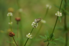 Zoniopoda tarsata