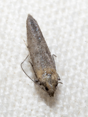 Obithome punctiferella