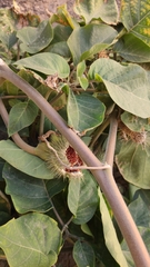 Datura innoxia