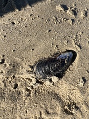 Mytilus californianus