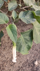 Datura innoxia