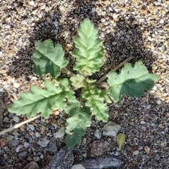 Phacelia crenulata ambigua