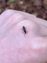 Dilophus serotinus