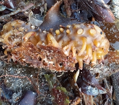 Saccorhiza polyschides