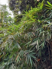 Bambusa vulgaris