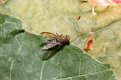 Opomyza germinationis