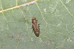 Opomyza germinationis