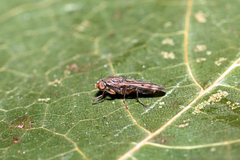 Opomyza germinationis