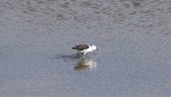 Recurvirostra andina