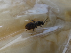 Clitemnestra bipunctata