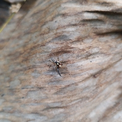 Leptofreya ambigua