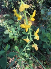 Crotalaria