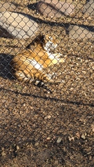 Panthera tigris altaica