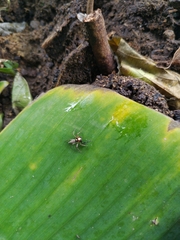 Leptofreya ambigua