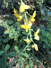 Crotalaria