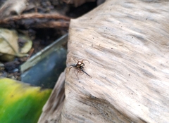 Leptofreya ambigua