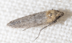 Obithome punctiferella