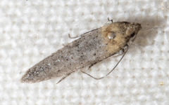 Obithome punctiferella