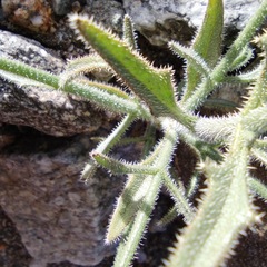 Bebbia juncea aspera