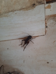 Gryllidae
