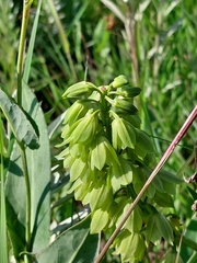 Orthochilus foliosus