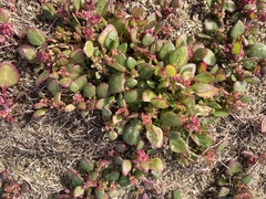 Chenopodium macrospermum