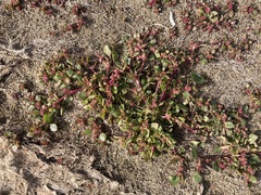 Chenopodium macrospermum