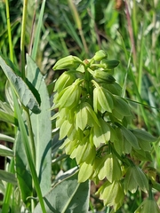 Orthochilus foliosus