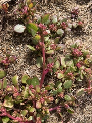 Chenopodium macrospermum