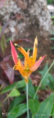 Heliconia psittacorum