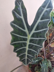 Alocasia amazonica