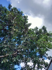 Persea americana