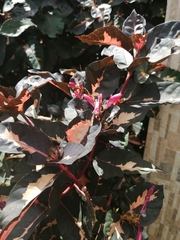 Graptophyllum
