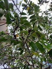 Annonaceae
