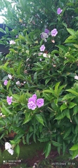 Brunfelsia
